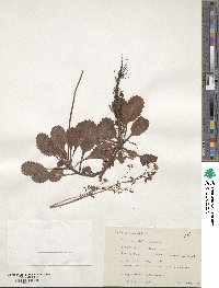 Saxifraga umbrosa image