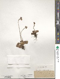 Saxifraga nivalis image