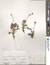 Saxifraga nivalis image