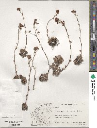 Saxifraga paniculata image