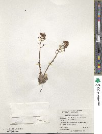 Saxifraga paniculata image