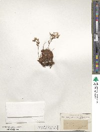 Saxifraga pedemontana image