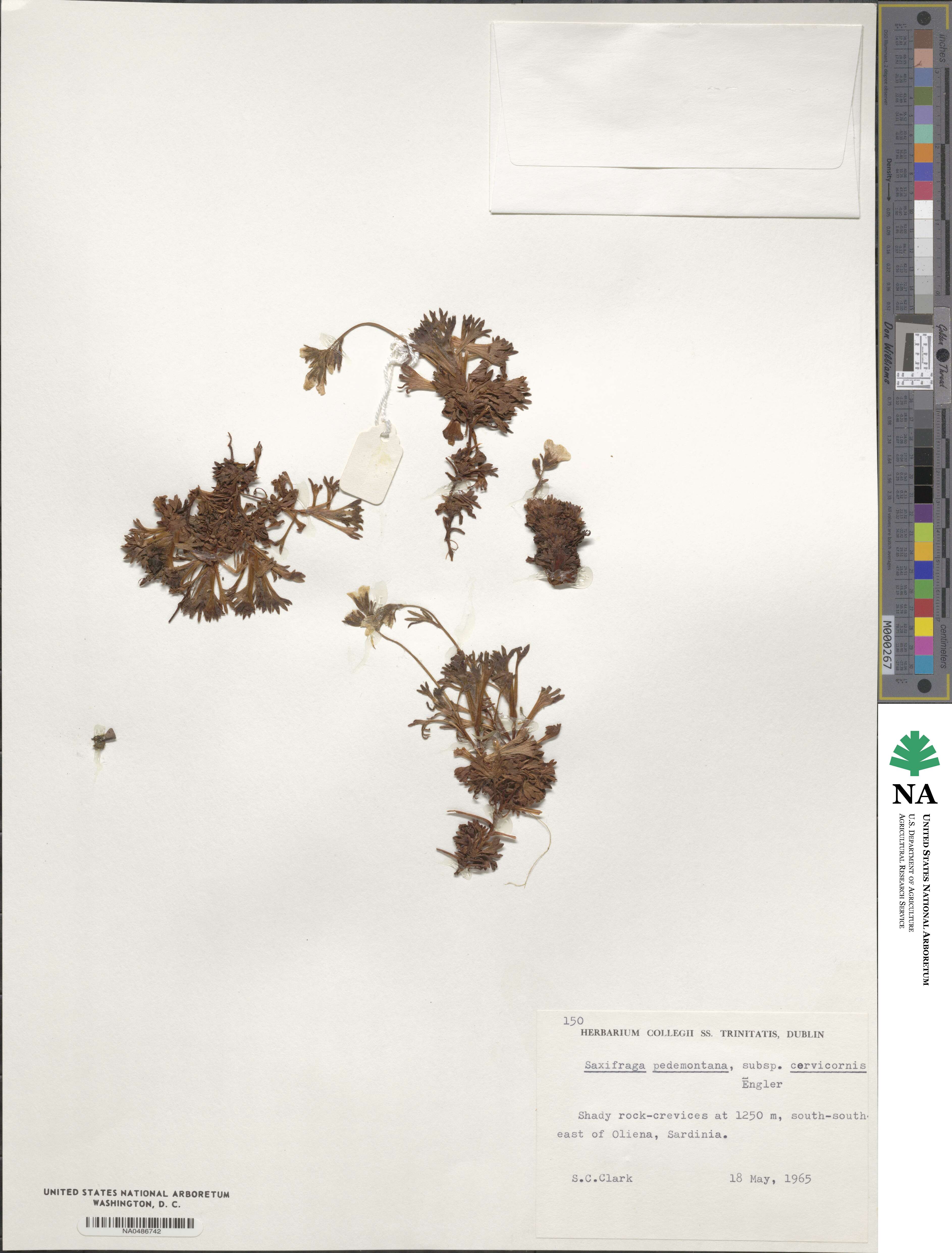 Saxifraga pedemontana subsp. cervicornis image