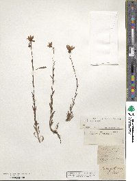 Saxifraga hirculus image