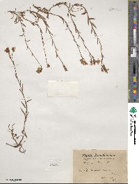 Saxifraga hirculus image