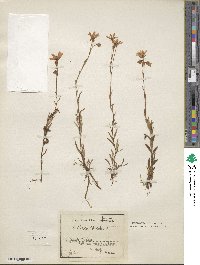 Saxifraga hirculus image