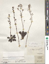 Saxifraga hirsuta image