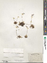 Saxifraga hypnoides image