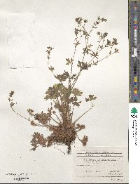 Saxifraga irrigua image