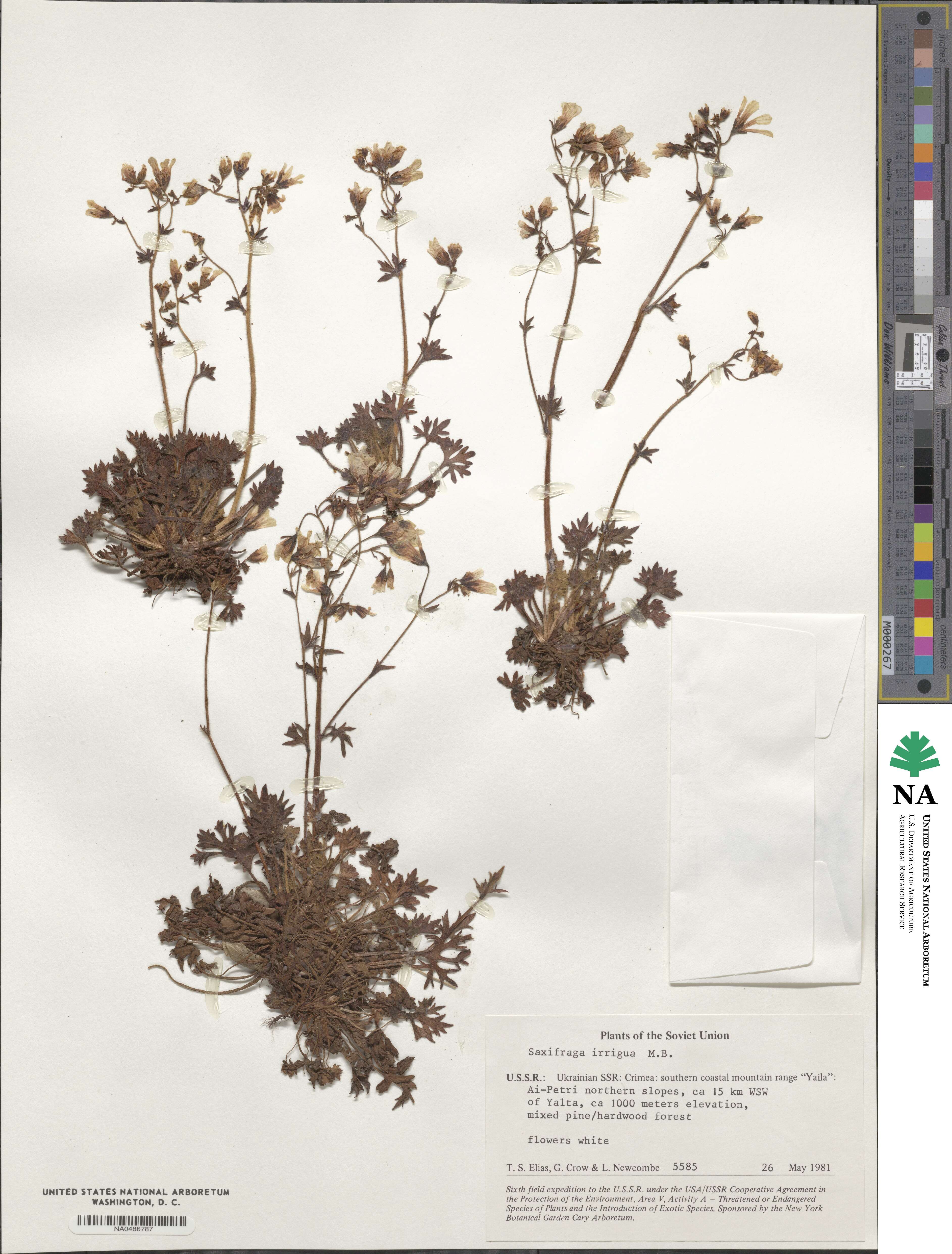 Saxifraga irrigua image