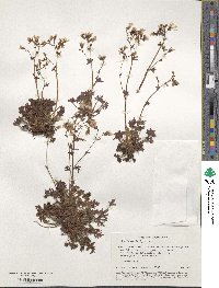 Saxifraga irrigua image