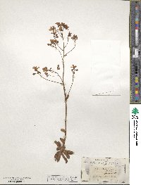 Saxifraga marginata image