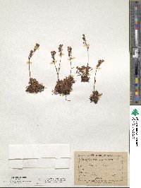 Saxifraga moschata image