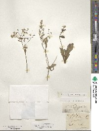 Saxifraga clusii image