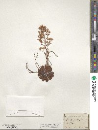 Saxifraga cotyledon image