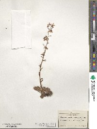 Saxifraga cotyledon image