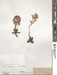 Saxifraga cotyledon image