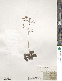 Saxifraga cuneifolia image