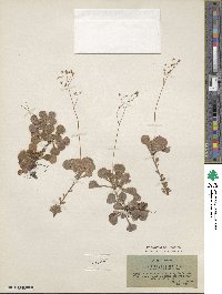 Saxifraga cuneifolia image