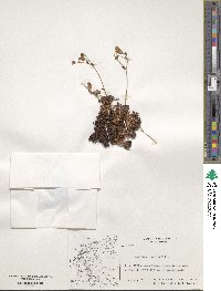 Saxifraga exarata image