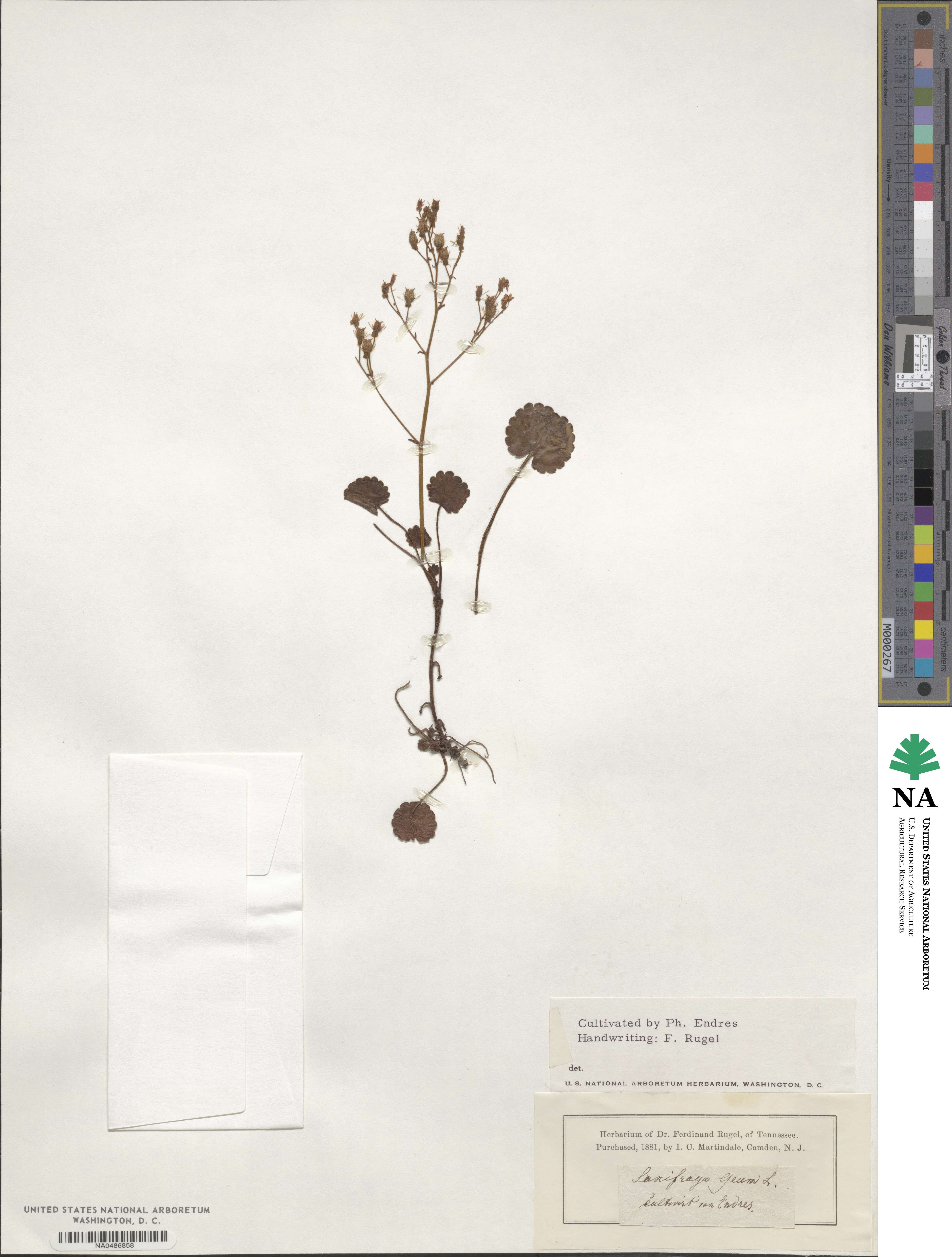 Saxifraga taygetea image