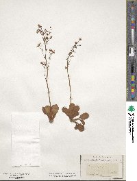 Saxifraga taygetea image