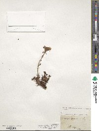 Saxifraga geranioides image