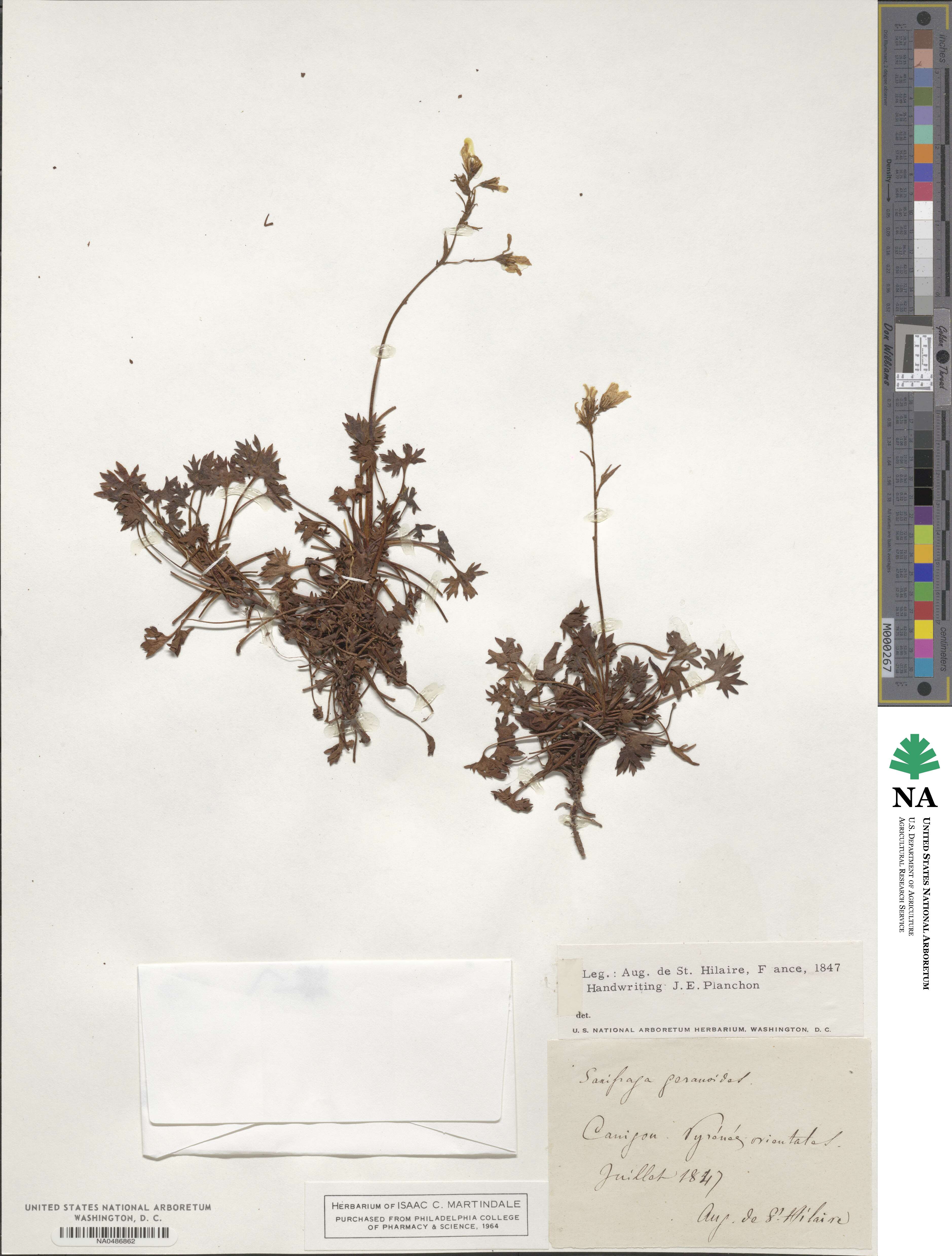 Saxifraga geranioides image