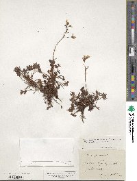 Saxifraga geranioides image