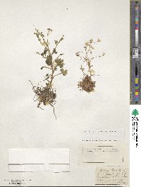 Saxifraga geranioides image