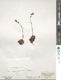 Saxifraga caespitosa image