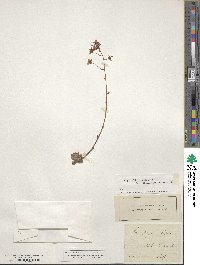 Saxifraga aizoides image