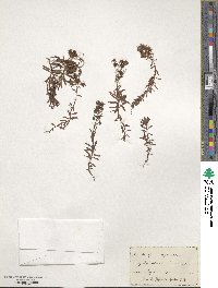 Saxifraga aizoides image