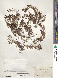 Saxifraga aizoides image