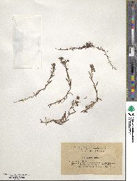 Saxifraga aizoides image