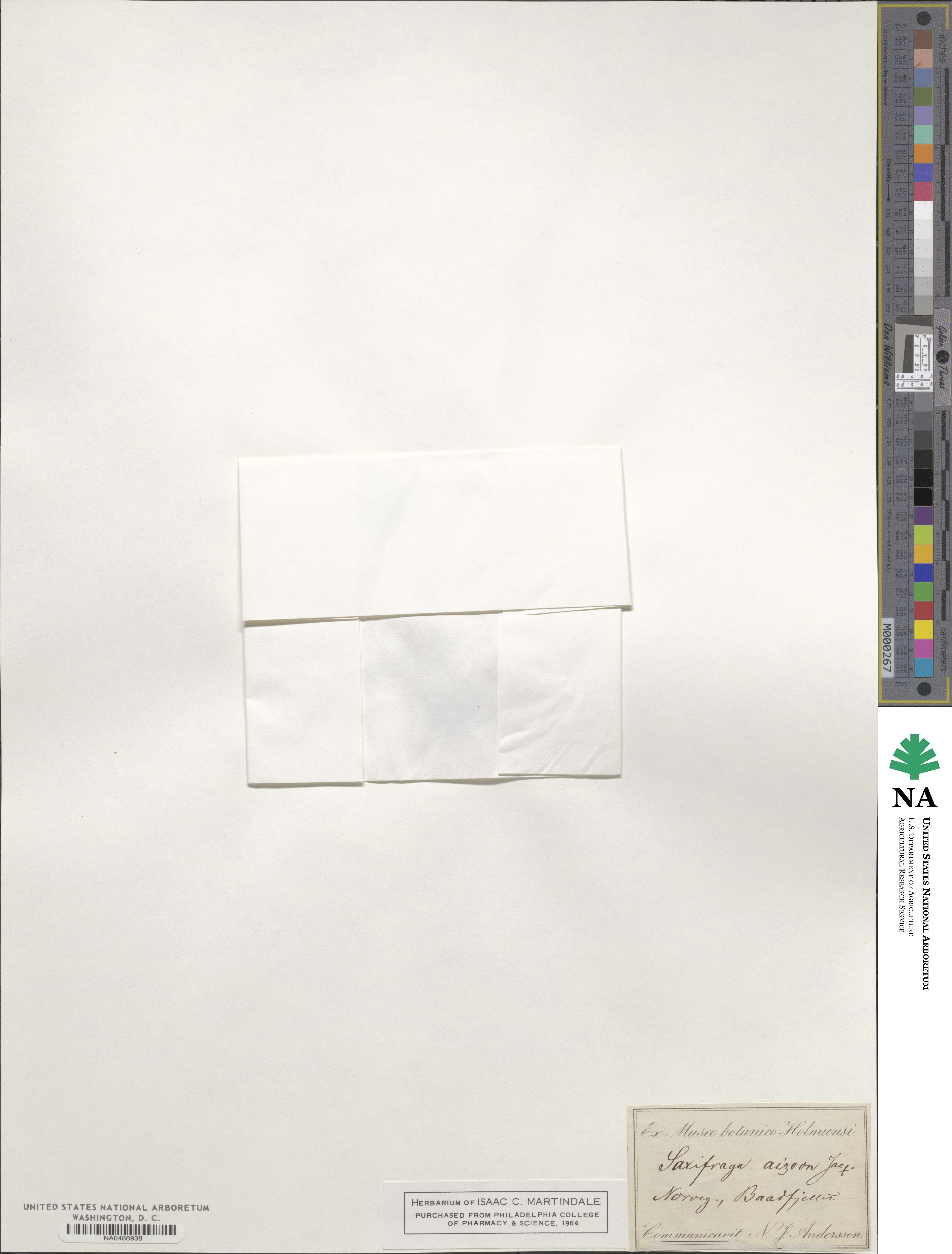 Saxifraga paniculata subsp. paniculata image