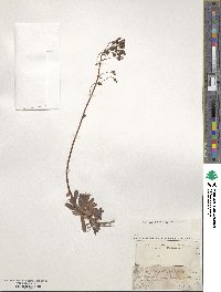 Saxifraga paniculata image