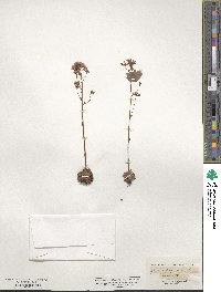 Saxifraga paniculata image