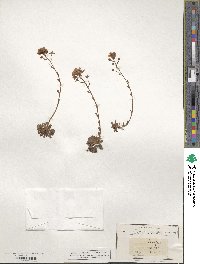 Saxifraga paniculata image