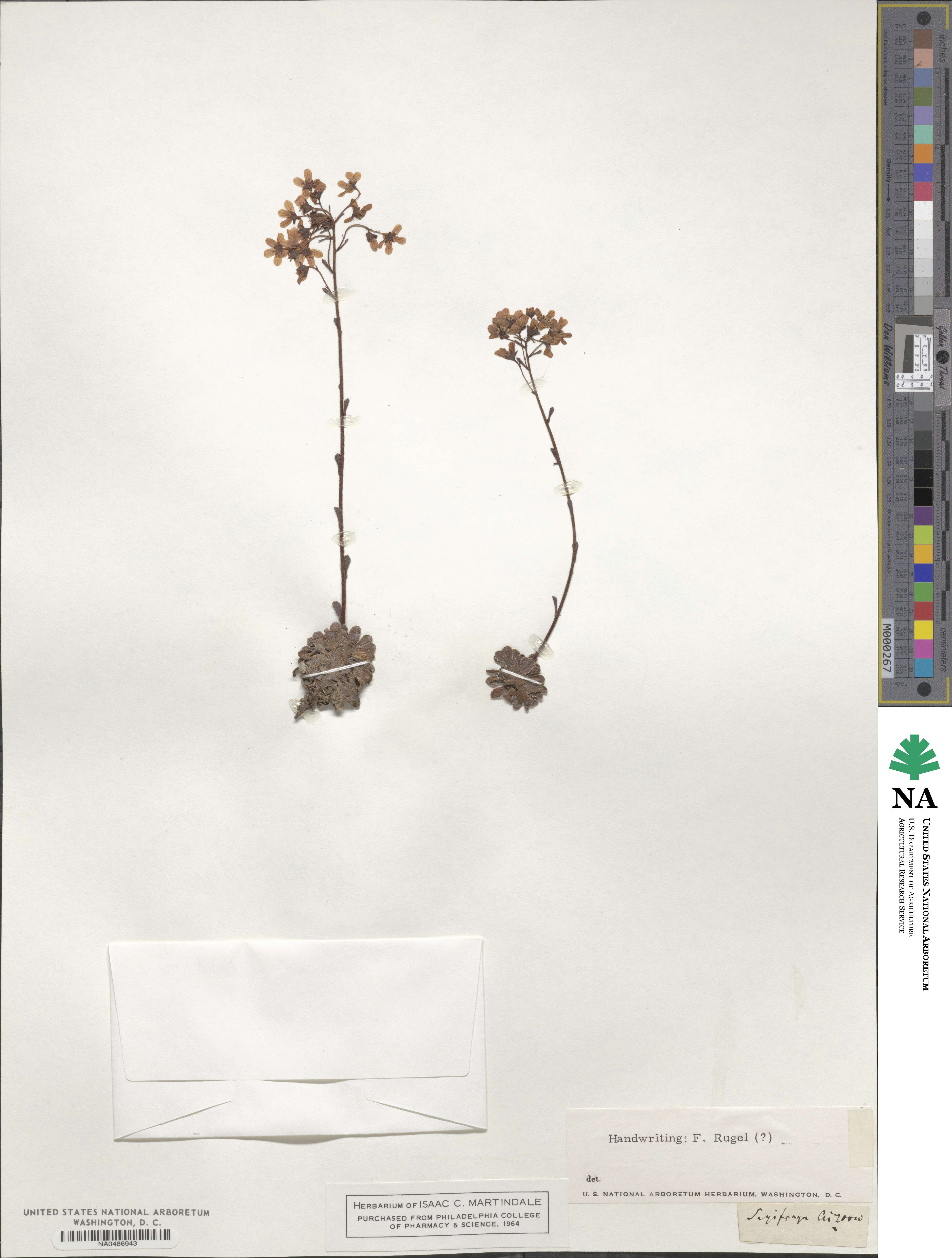 Saxifraga paniculata image