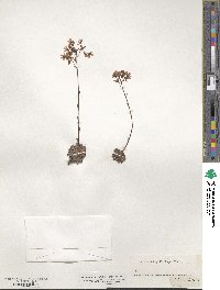 Saxifraga paniculata image