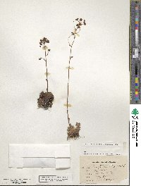 Saxifraga paniculata subsp. paniculata image