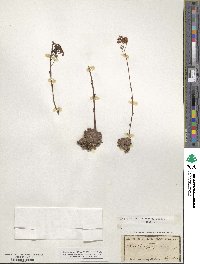 Saxifraga paniculata image