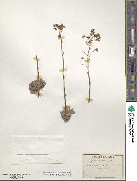 Saxifraga paniculata subsp. paniculata image