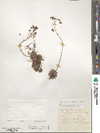 Saxifraga paniculata image