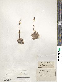 Saxifraga paniculata image