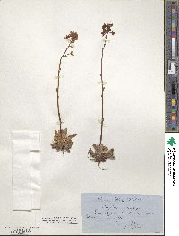 Saxifraga paniculata subsp. paniculata image