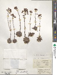 Saxifraga paniculata image