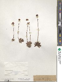 Saxifraga paniculata image