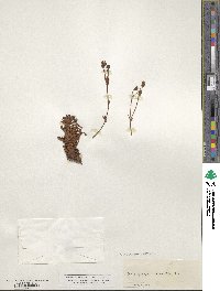 Image of Saxifraga aquatica